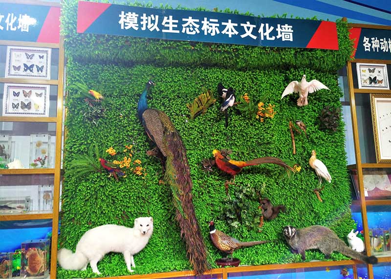 模擬生態(tài)標本