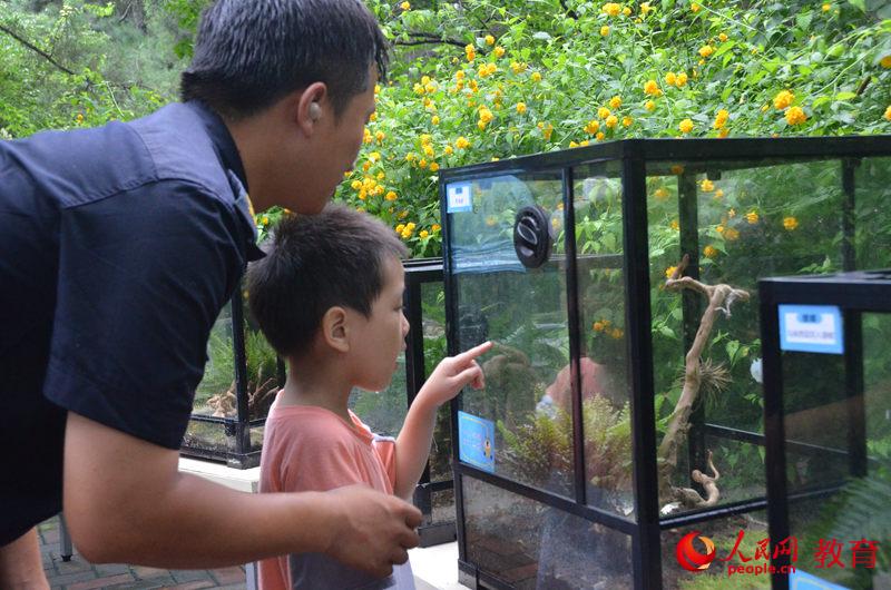 圖為家長引導孩子尋找螳螂 王子文/攝