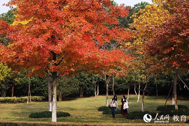 浙江大學(xué) 層林盡染，學(xué)生在秋林中漫步 （盧紹慶/ 攝）