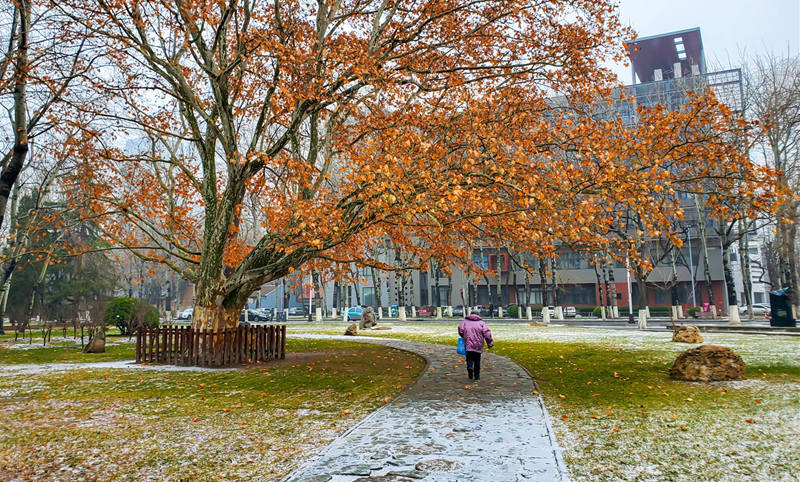 南開大學 初雪點綴了校園風景（宗琪琪/攝）