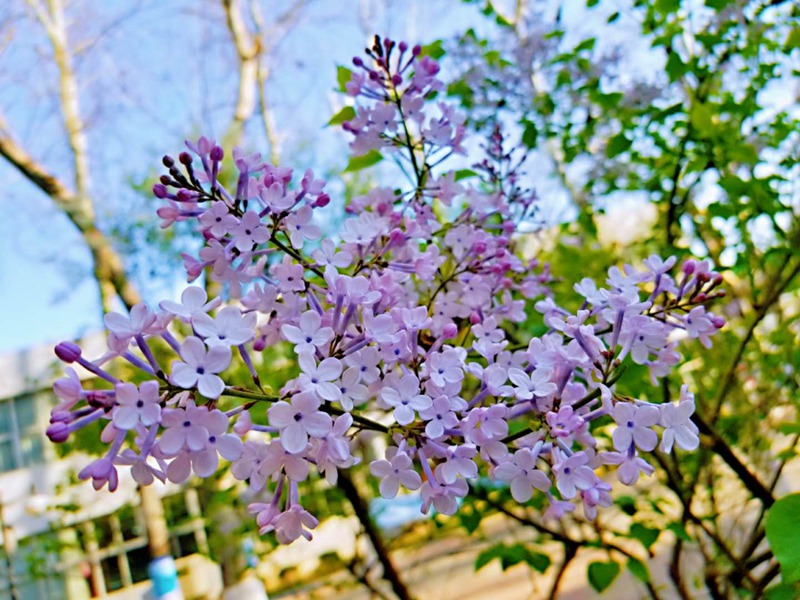 山東大學(xué) 中心校區(qū)丁香花盛開（范文博/攝）
