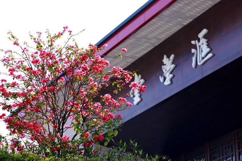 廣西大學(xué) 匯學(xué)堂前火紅的三角梅綻放笑顏，期待學(xué)子歸來（覃安基/攝）