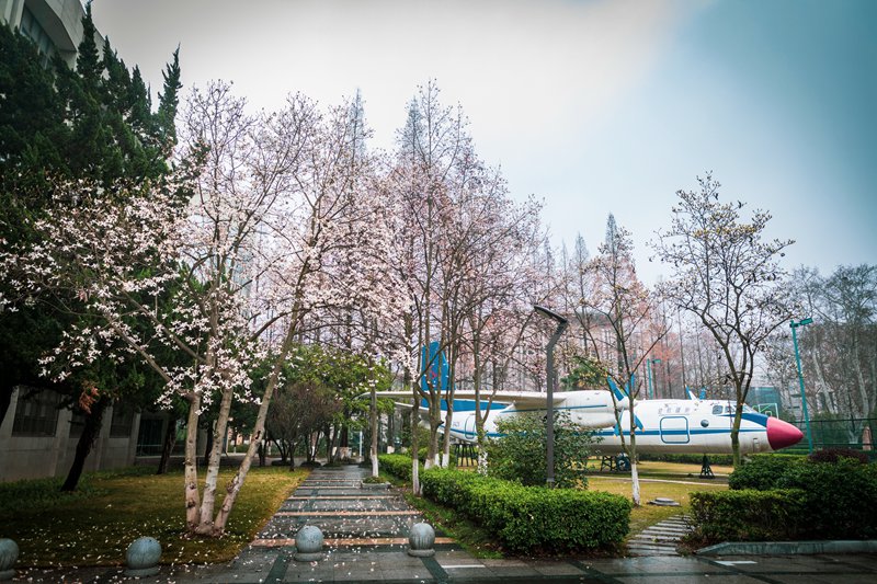 南京航空航天大學(xué) 明故宮校區(qū)圖書館前花叢中的大飛機(jī)（唐宇明/攝）