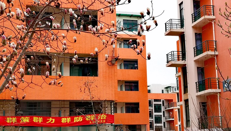 中國石油大學(xué)（華東） 玉蘭花開 靜待學(xué)子歸（劉積舜/攝）
