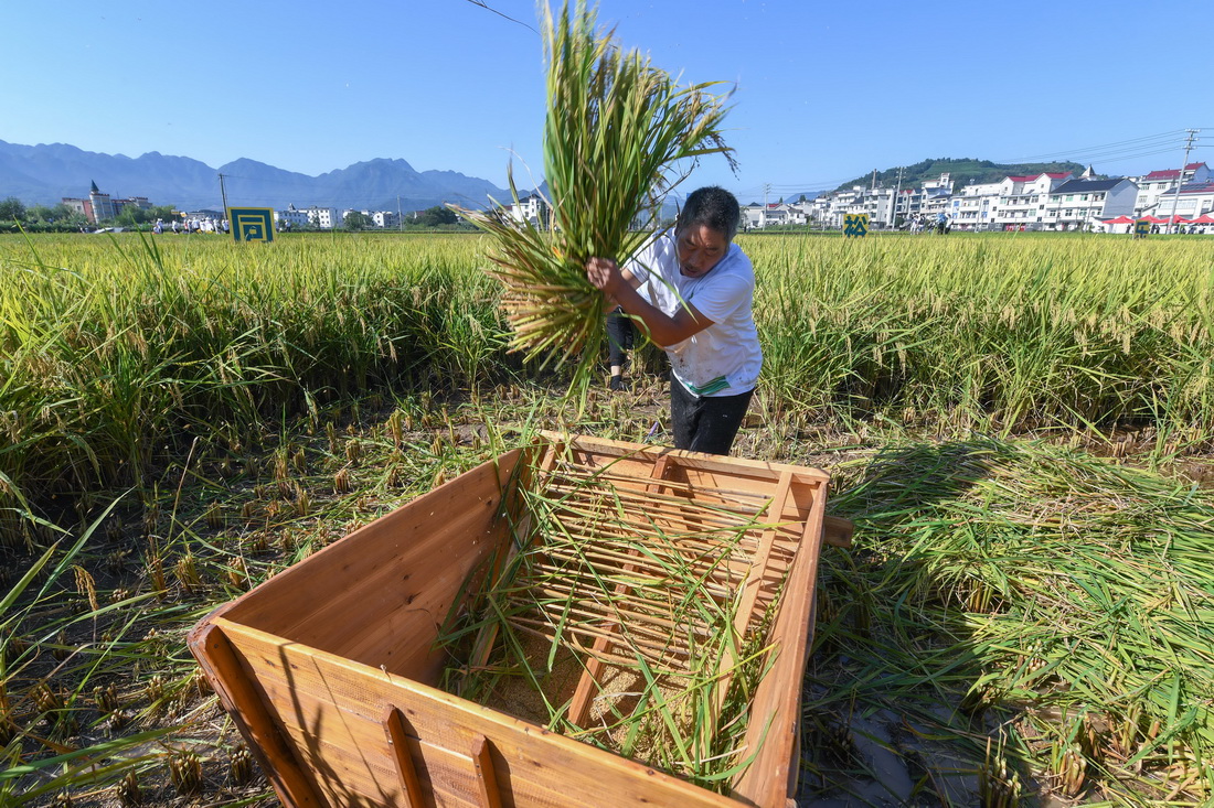 “慶豐收 共富?！泵利愢l(xiāng)村舉辦稻田趣味運動會