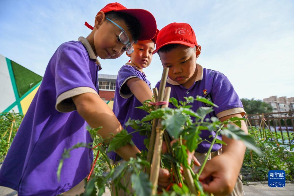 6月24日，在包頭市昆都侖區(qū)包鋼第十七小學，學生們利用課余時間學習種菜。