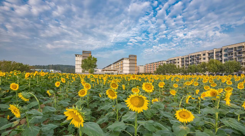 南京郵電大學(xué)：向日葵花海生機(jī)勃勃，層層金色海浪隨風(fēng)搖曳，盡情地綻放生命的光彩，蓬勃的模樣，陽光的味道，這一抹亮麗的風(fēng)景是南郵秋日的油畫。王存宏攝