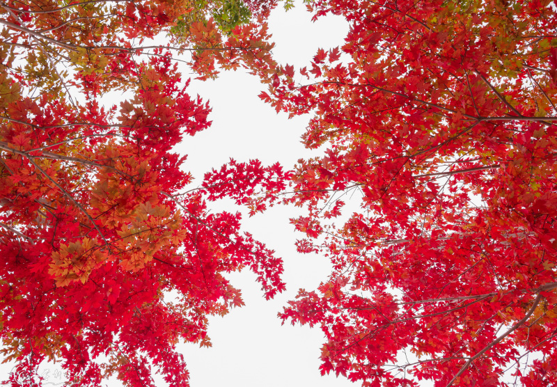 哈爾濱工程大學(xué)：秋天的楓葉逐漸變紅，綠、黃、橙、紅相映成趣，為哈工程校園平添了絢麗的景色。陳明喆攝