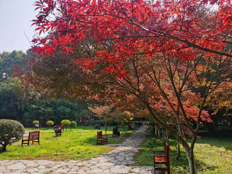 西安交通大學(xué)西花園內(nèi)紅葉盡染秋意濃。西安交通大學(xué)供圖