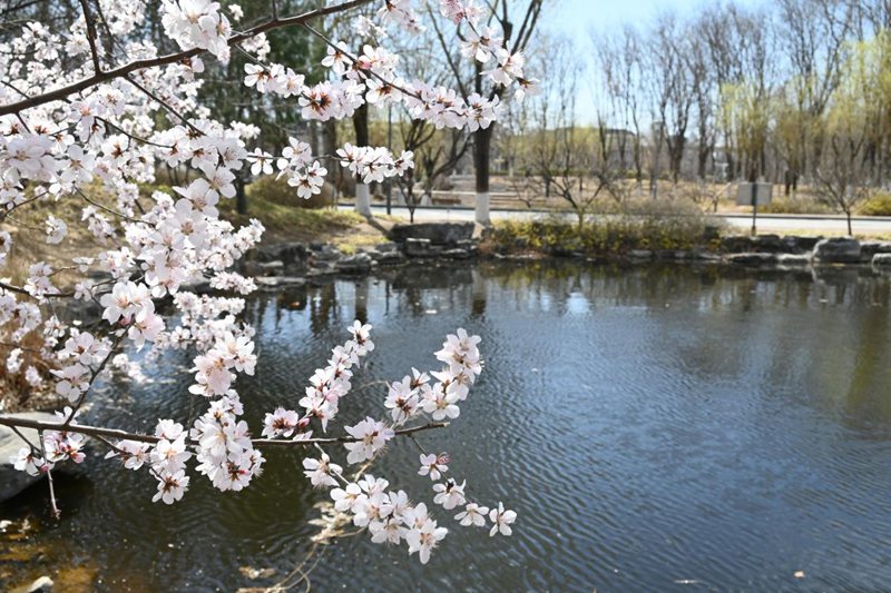 北京工商大學(xué)湖泊旁，桃花盛開。胡欣然攝