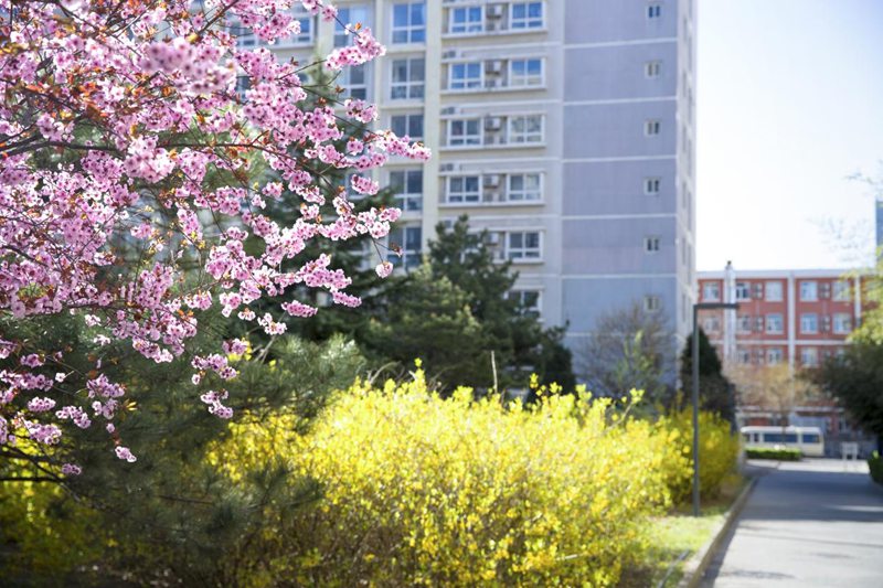 北京科技大學(xué)校園內(nèi)，春花爛漫。王占奎攝