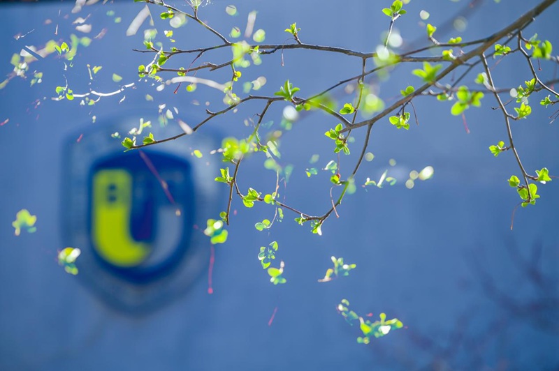 北京外國(guó)語(yǔ)大學(xué)校園一角，一抹綠色點(diǎn)綴枝頭。大林?jǐn)z