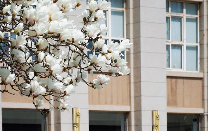 大連理工大學(xué)白玉蘭迎風(fēng)盛放，春意正濃。張輝攝