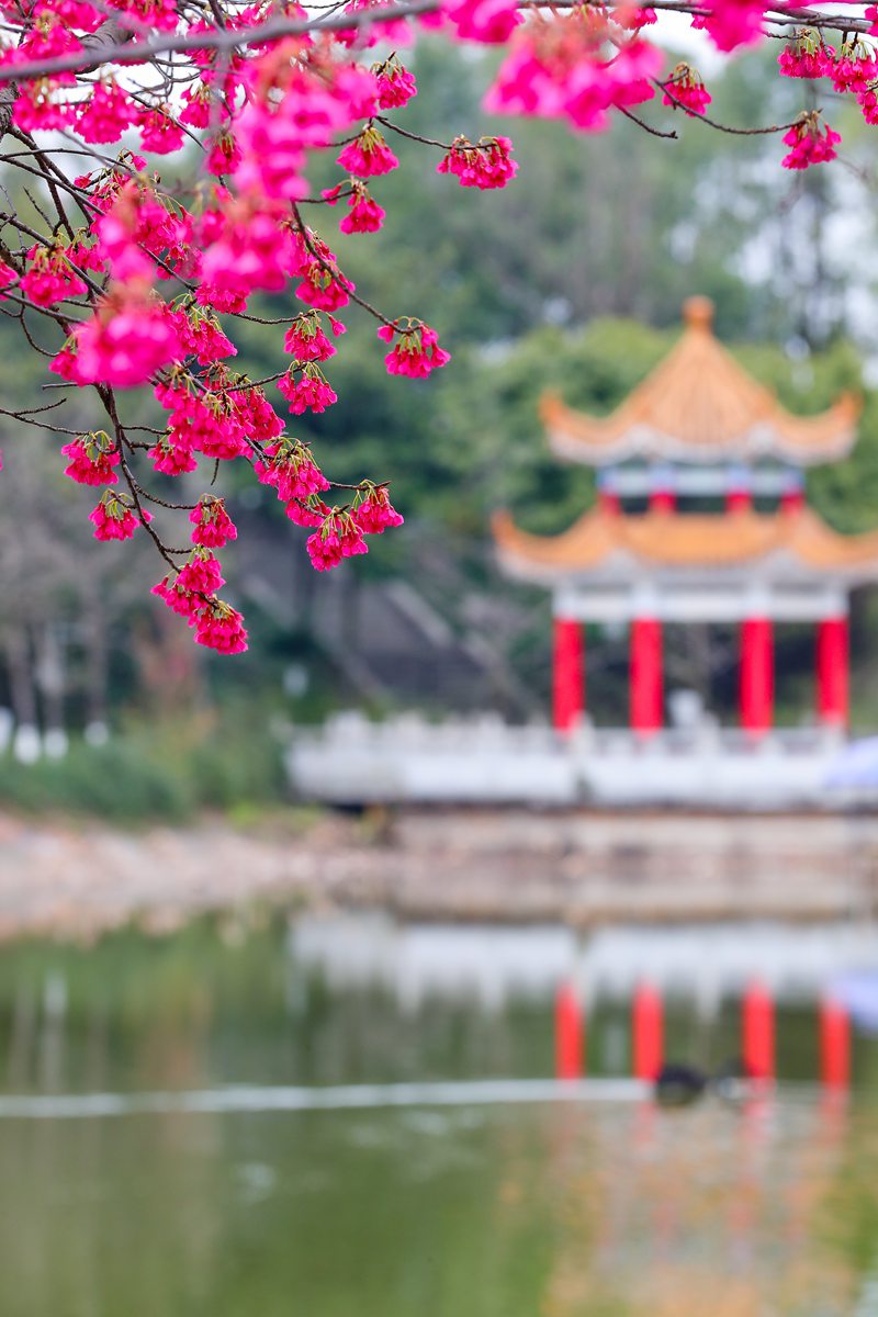 西南政法大學(xué)內(nèi)，毓秀湖邊春風(fēng)拂面。荊仁科攝