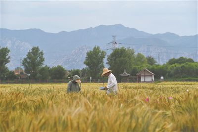 圖為中國農(nóng)業(yè)大學師生在該校上莊實驗站開展小麥育種工作。馬文哲攝