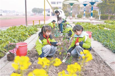 圖為在江蘇省興化市陳堡中心小學(xué)校園內(nèi)的“晨曉農(nóng)場”，學(xué)生和老師一起植樹。新華社發(fā)（史道智攝）