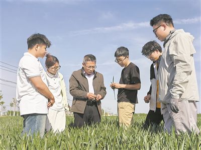 曲周科技小院團(tuán)隊(duì)成員牛新勝（左三）給學(xué)生講解小麥春季管理技術(shù)。中國(guó)農(nóng)業(yè)大學(xué)供圖