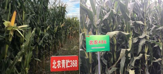 學(xué)校師生團(tuán)隊(duì)自主培育的高產(chǎn)、優(yōu)質(zhì)、多抗、廣適、易制種專用型青貯玉米品種