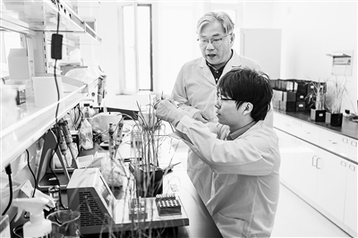中國水稻研究所北方水稻研究中心科研人員在測試水稻對不同化合物的反應。新華社記者 謝劍飛攝